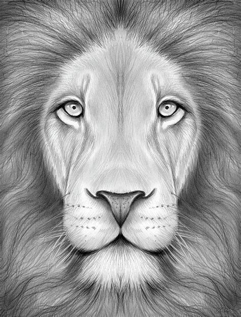 Lion Head. - gregjoens.com Lion Drawing Simple, Lion Head Drawing, Cat Drawing, Line Drawing ...