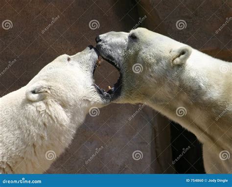 Polar Bear Kiss stock photo. Image of bear, polar, playing - 754860