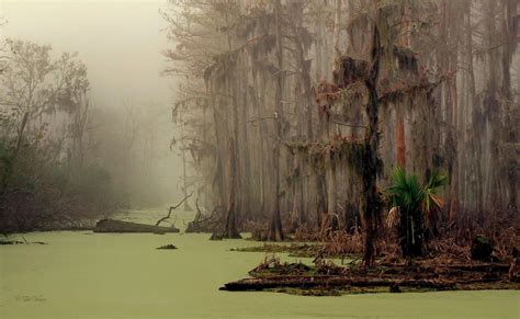 foggy swamp | Fantasy landscape, Nature photography, Landscape