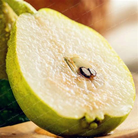 50Pcs Pear seeds - BuyingSeed.com - Free Shipping - Up to 70% OFF