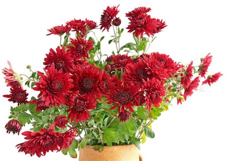 red chrysanthemums | Stock image | Colourbox