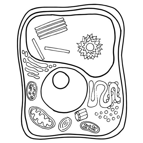 Best Ideas For Coloring Printable Cell Diagram | The Best Porn Website