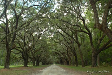 Wormsloe Plantation - Etsy