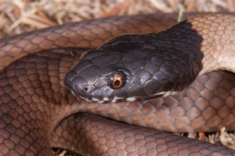 Tiger Snake Venom Is So Perfect It's Barely Evolved For 10 Million Years | IFLScience