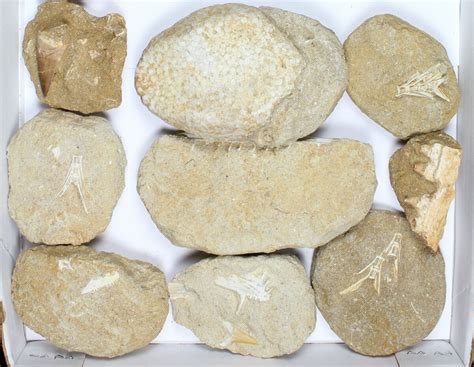 Flat: Cretaceous Marine Vertebrate Fossils - 16 Pieces (#96111) For Sale - FossilEra.com