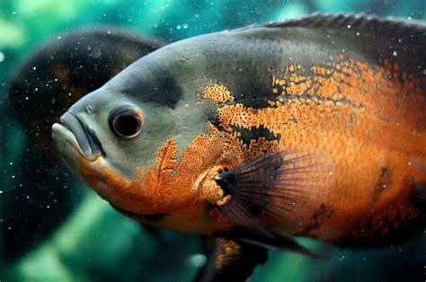 Everything you need to know to have an Oscar fish | De peces