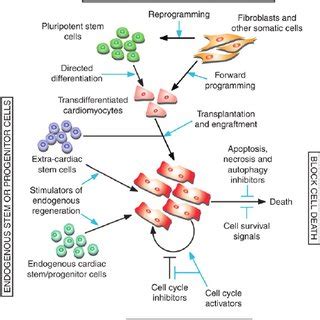 (PDF) Cardiac muscle regeneration: Lessons from development