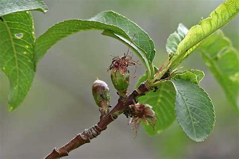 10 Self Pollinating Fruit Trees - Home n Gardening Tips