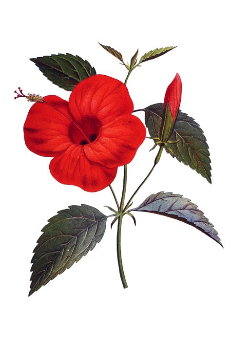 Hibiscus Flower Red Free Stock Photo - Public Domain Pictures