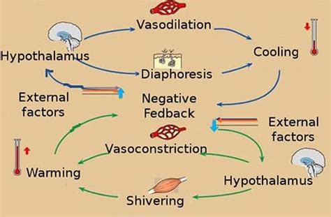 6biopinos: HOMEOSTASIS