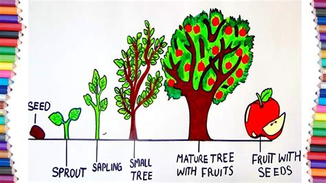 HOW TO DRAW LIFE CYCLE OF A TREE - YouTube