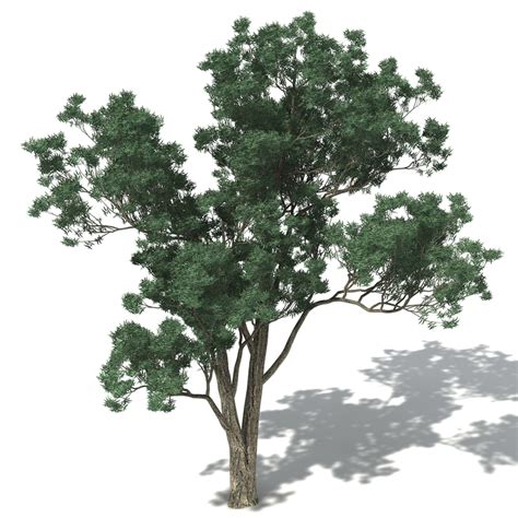 jarrah tree 3d model