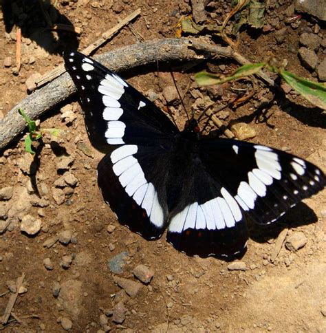 A Black and White Butterfly : Photos, Diagrams & Topos : SummitPost