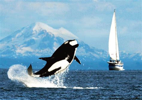 Orca GIF - Find & Share on GIPHY