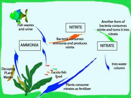 Cycling the aquarium - an essential part of starting a fish tank