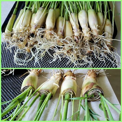 7 Lemongrass ROOTED Stalks READY to PLANT Easy to Grow Easy | Etsy