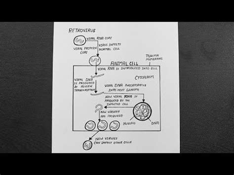 Diagram Of Replication Of Retrovirus || Replication Cycle of a ...