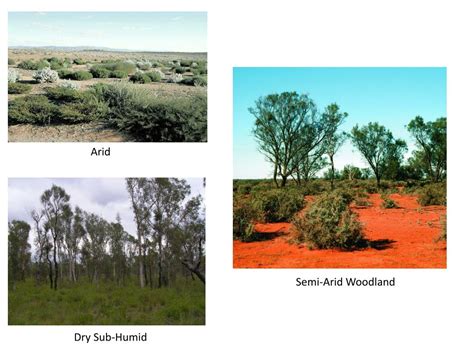 PPT - Arid Ecosystems PowerPoint Presentation, free download - ID:6757385