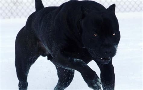 Scary Dogs: The Scariest Dog Breeds In The World (+Photos)