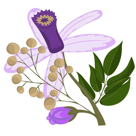 Chinaberry flowers. Vector illustration 16125099 Vector Art at Vecteezy