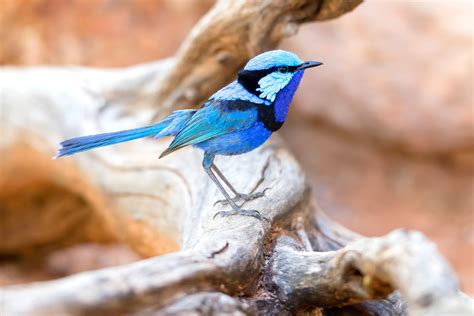 Splendid Fairy Wren — Louise Denton Photography