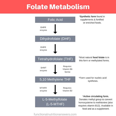 Folate Activation Requires What Vitamin