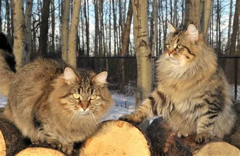 Siberian Cat Personality and Behavior - PetTime