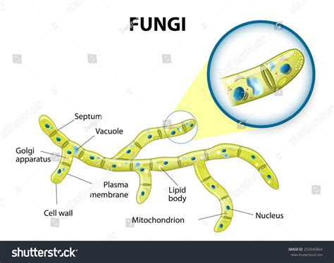 Typical Fungi Cell. Fungal Hyphae. Structure Fungi. Diagram ...