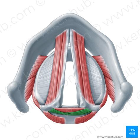 Oblique arytenoid: Origin, insertion, innervation, action | Kenhub