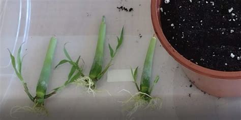 How to grow lemongrass in pots, containers and grow bags - Matt Magnusson