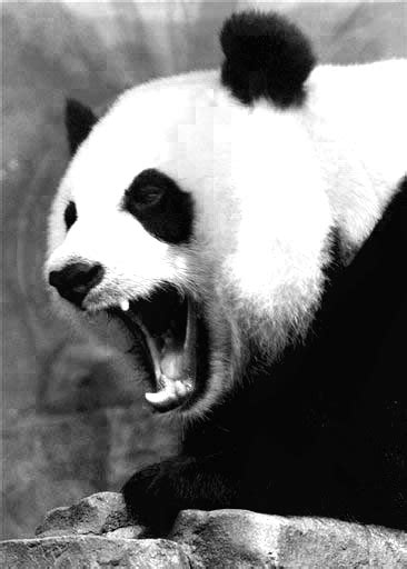 Black and White Angry Panda by DucatiDeluxe on DeviantArt