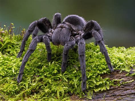 Brazilian Black Tarantula Facts - CRITTERFACTS