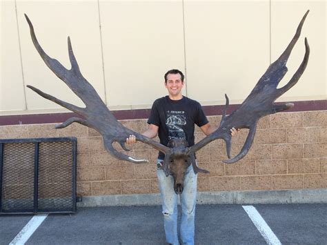 Megaloceros Giganteus irish Elk Skull Replica - Etsy