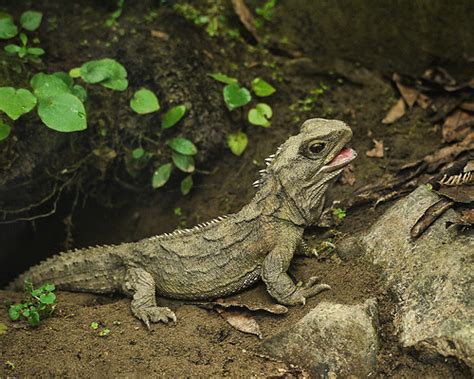 Tuatara - Ten Random Facts