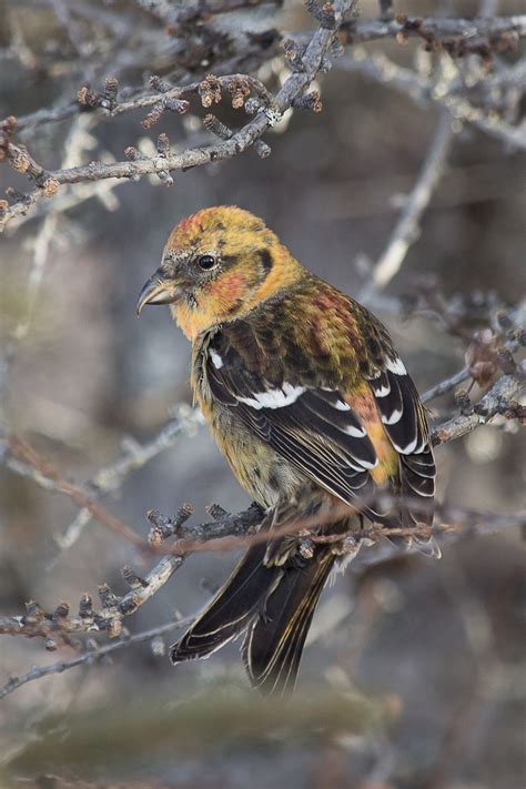 White-winged Crossbill | Audubon Field Guide