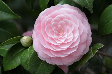 Romantic Flowers: Camellia Flower