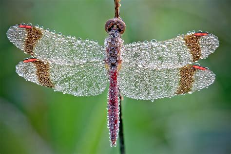 Incredible Macro Photos of Dew Magnified on Insects