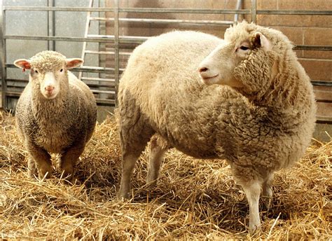 We know Dolly the sheep was cloned 20 years ago, but how old was she at birth? - The Washington Post