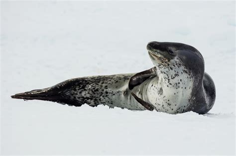 The Truth About Seals Taking a Bite Out of Penguins