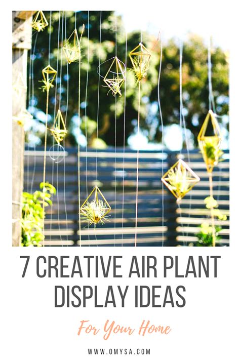 7 Creative Air Plant Display Ideas | Plant display ideas, Air plant display, Large air plants