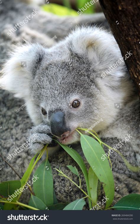 Australia Cute Baby Koala Bear Eating Stock Photo 269484200 - Shutterstock