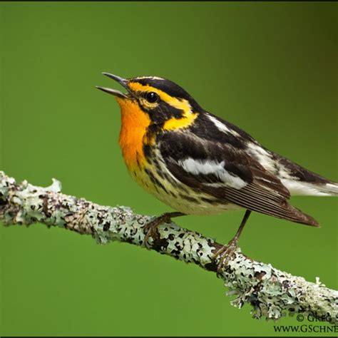 Blackburnian Warbler – World of Animal | Warblers bird, Rare birds, Beautiful birds