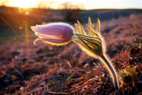 Vernal Equinox 2018: Facts About the First Day of Spring