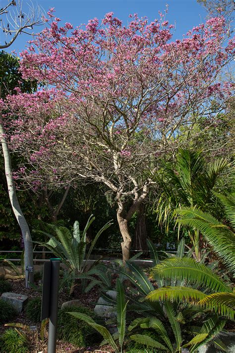 Pink Trumpet Tree | San Diego Zoo Animals & Plants