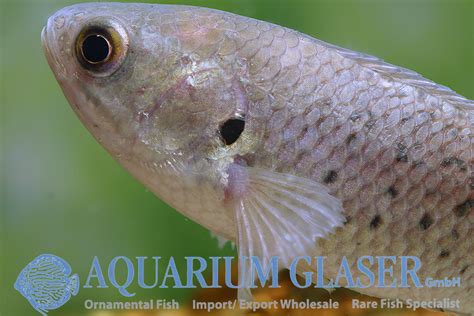 Anabas testudineus - Aquarium Glaser GmbH