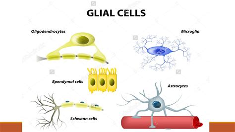 Nervous tissue: Neuron and Neuroglia - Online Biology Notes