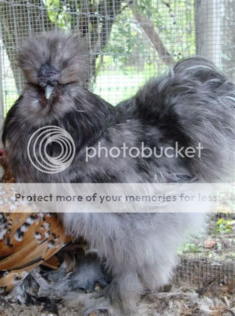 Flock of BBS and White Silkies - Show/Breeding stock | BackYard Chickens - Learn How to Raise ...