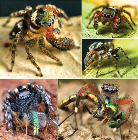 Other Jumping Spiders in the G [IMAGE] | EurekAlert! Science News Releases