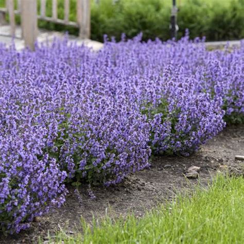 Nepeta - Cat's Pajamas Catmint - Sugar Creek Gardens