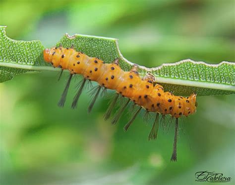 Oleander Caterpillar Photograph by Edelberto Cabrera - Fine Art America